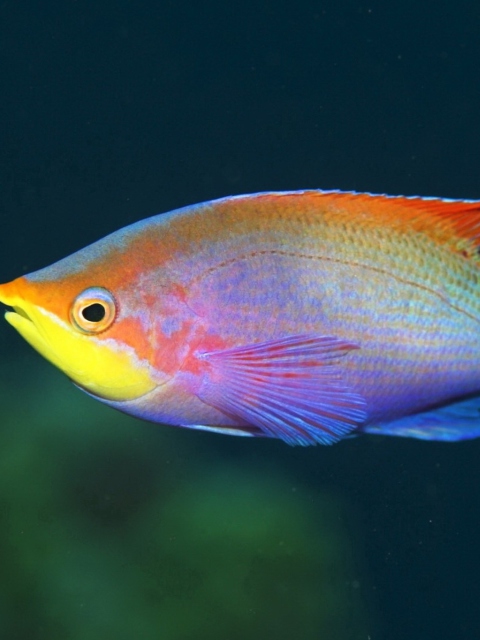 Sfondi Rainbow Fish 480x640