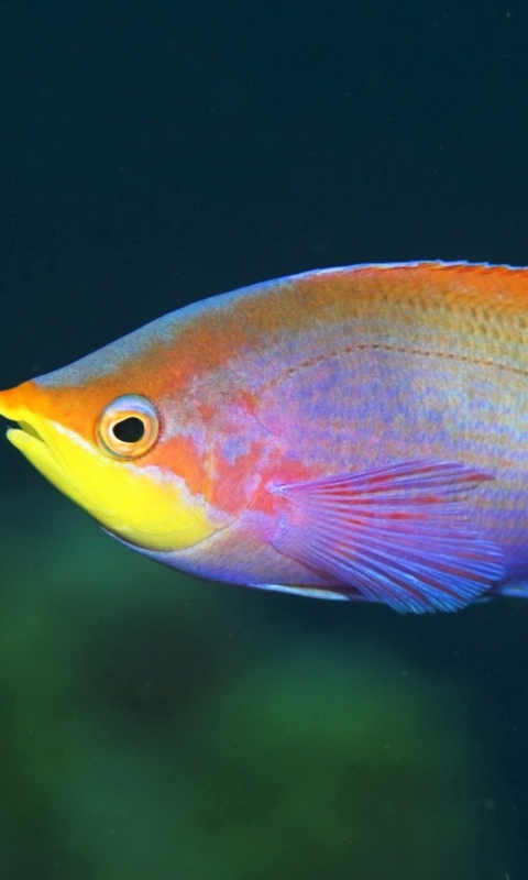 Fondo de pantalla Rainbow Fish 480x800