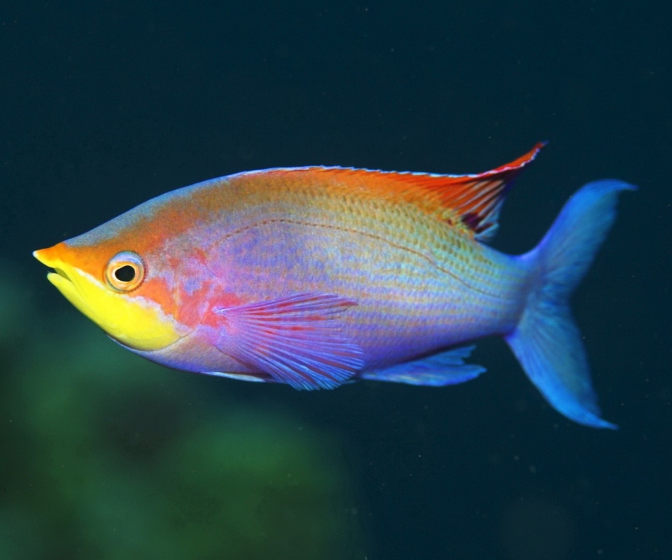 Rainbow Fish screenshot #1 960x800