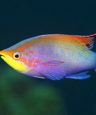 Rainbow Fish sfondi gratuiti per HTC Pure