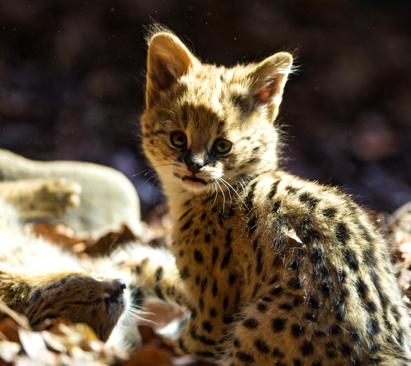 Serval Cat screenshot #1 1440x1280