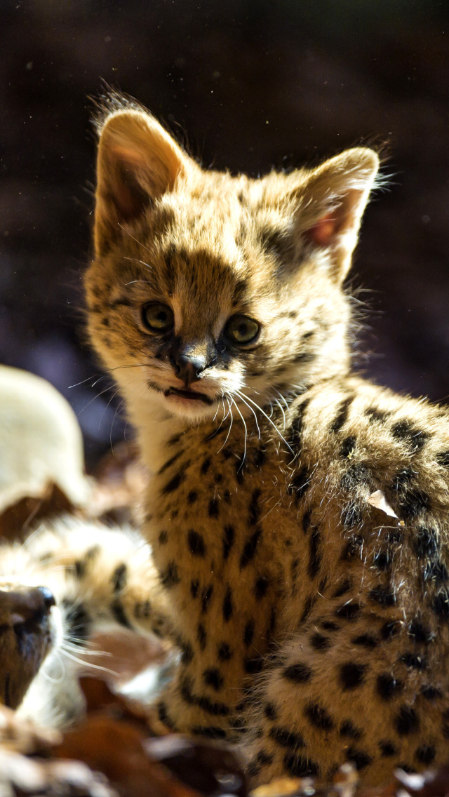 Serval Cat wallpaper 640x1136