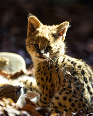 Serval Cat sfondi gratuiti per iPhone 6 Plus