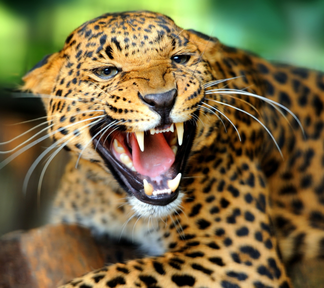 Hungry Leopard wallpaper 1080x960