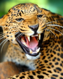Hungry Leopard screenshot #1 128x160