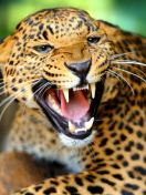Hungry Leopard screenshot #1 132x176