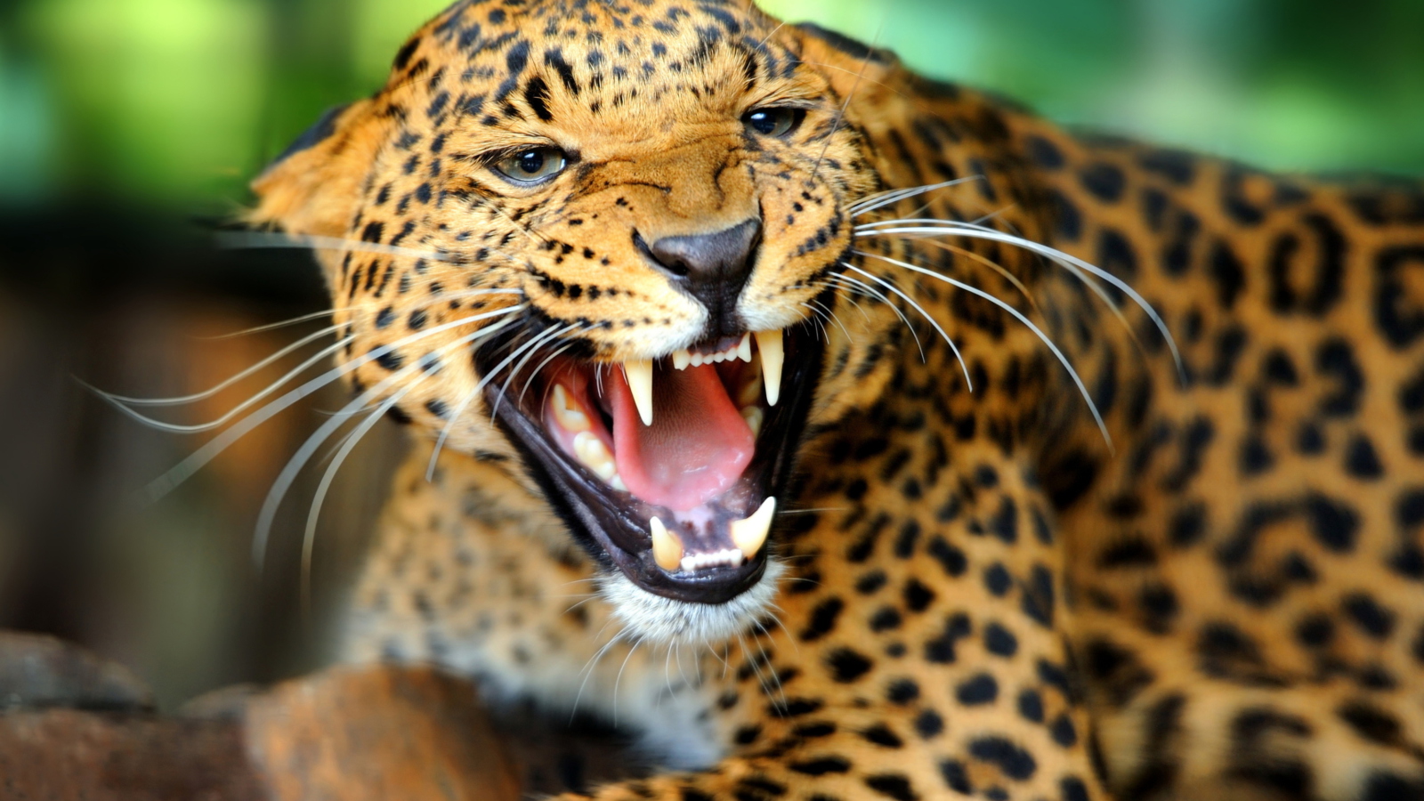 Hungry Leopard screenshot #1 1600x900