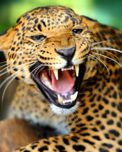 Hungry Leopard screenshot #1 176x220