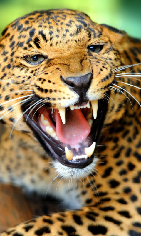 Sfondi Hungry Leopard 480x800
