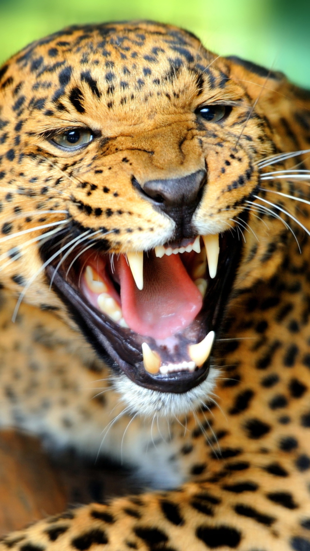 Hungry Leopard wallpaper 640x1136