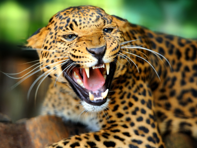 Das Hungry Leopard Wallpaper 640x480