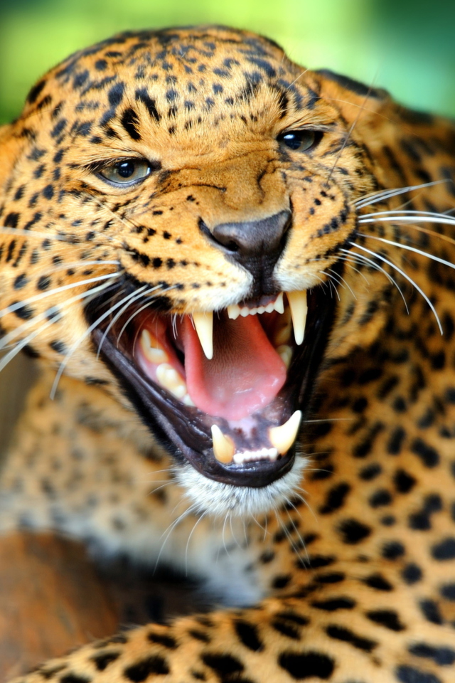 Hungry Leopard wallpaper 640x960