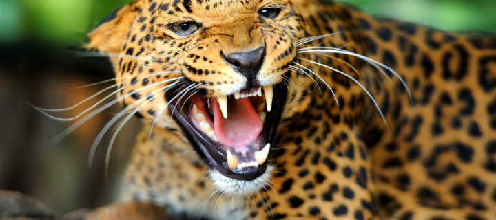 Hungry Leopard screenshot #1 720x320