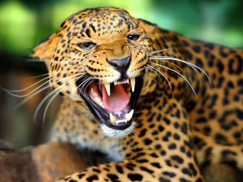 Hungry Leopard wallpaper 800x600