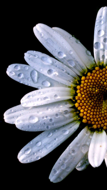 Fondo de pantalla Daisy 360x640