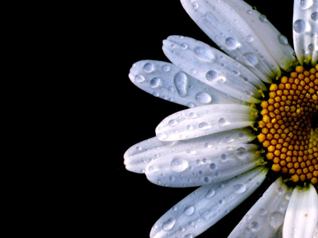 Fondo de pantalla Daisy 640x480