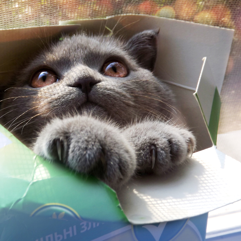 Fondo de pantalla Grey Baby Cat In Box 1024x1024