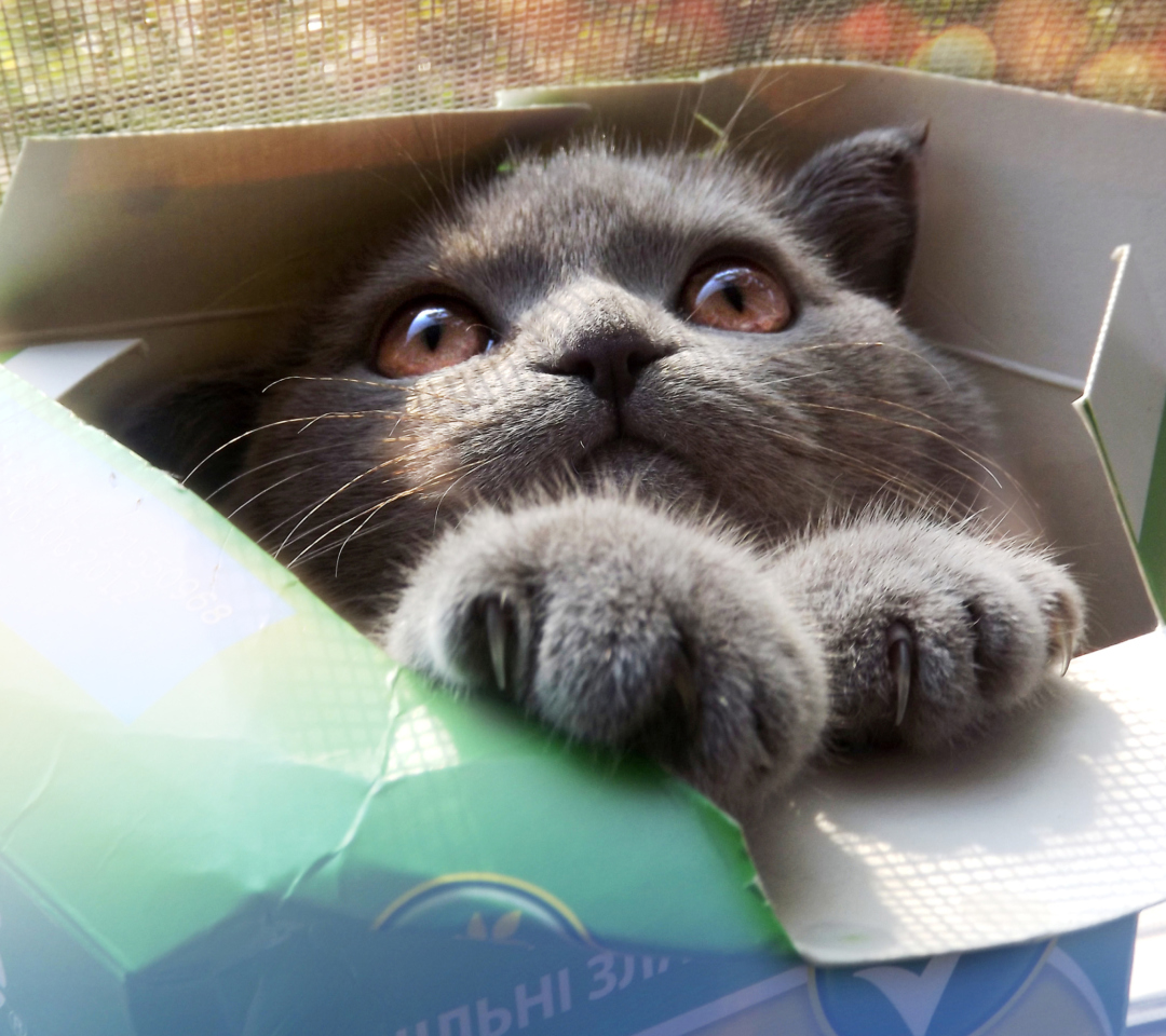 Обои Grey Baby Cat In Box 1080x960
