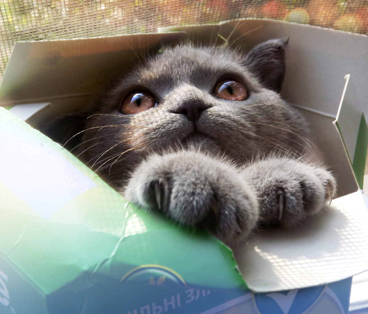 Обои Grey Baby Cat In Box 1200x1024