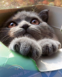 Das Grey Baby Cat In Box Wallpaper 128x160