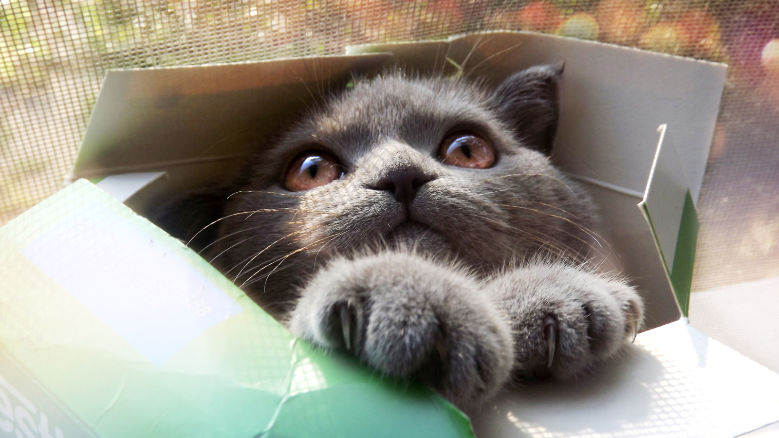 Обои Grey Baby Cat In Box 1600x900