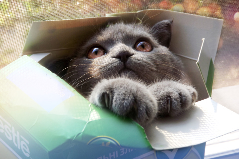 Fondo de pantalla Grey Baby Cat In Box 480x320