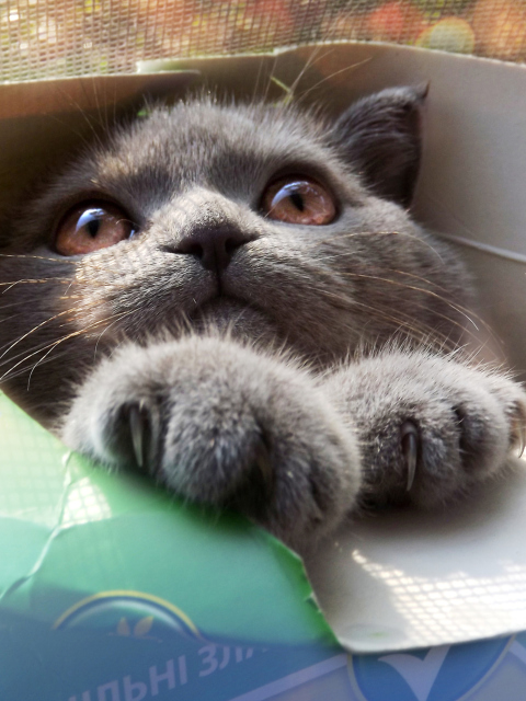 Обои Grey Baby Cat In Box 480x640