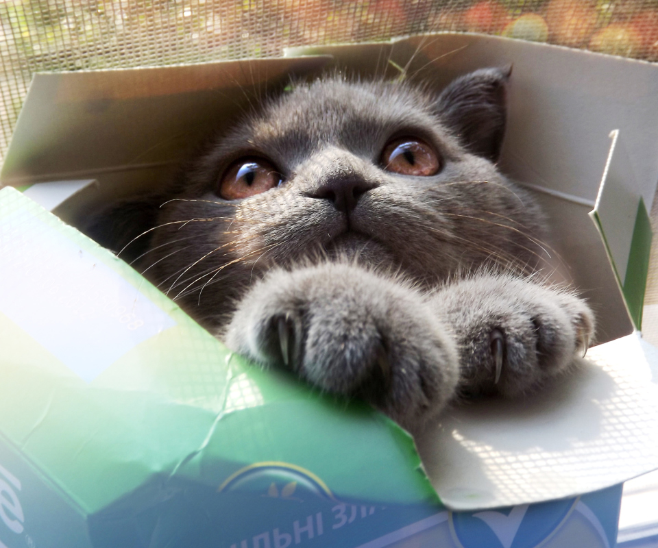 Обои Grey Baby Cat In Box 960x800