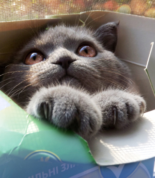 Free Grey Baby Cat In Box Picture for 480x640