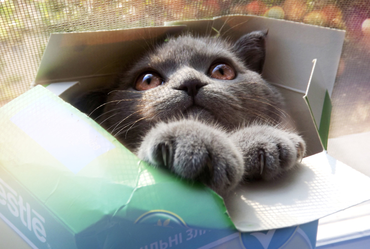 Das Grey Baby Cat In Box Wallpaper