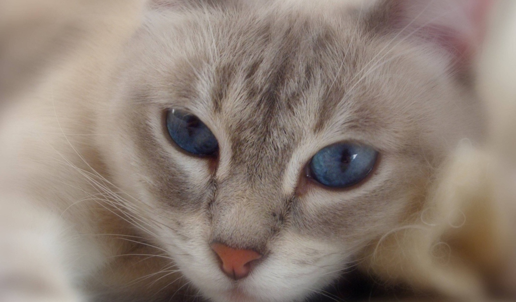 Fondo de pantalla Cat With Blue Eyes 1024x600