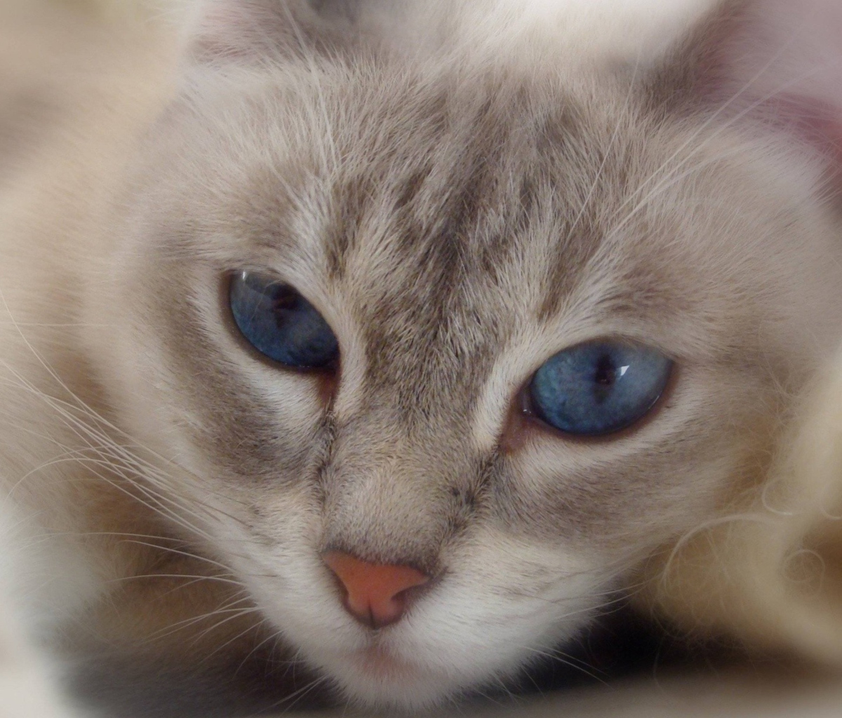 Cat With Blue Eyes wallpaper 1200x1024