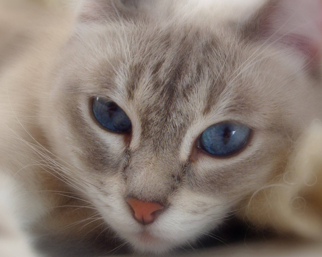 Cat With Blue Eyes wallpaper 1280x1024