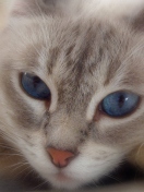 Cat With Blue Eyes wallpaper 132x176