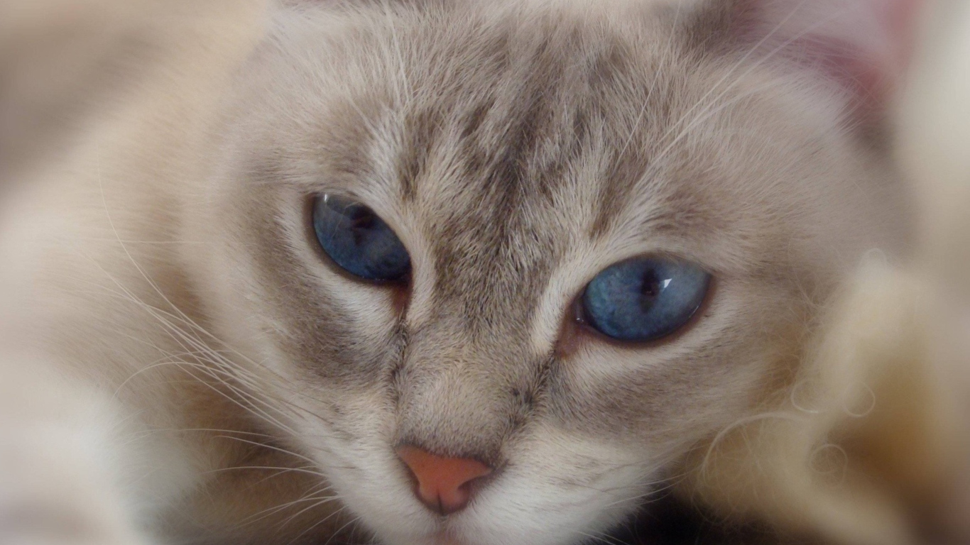 Cat With Blue Eyes wallpaper 1366x768