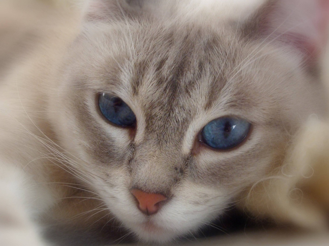 Cat With Blue Eyes wallpaper 1400x1050