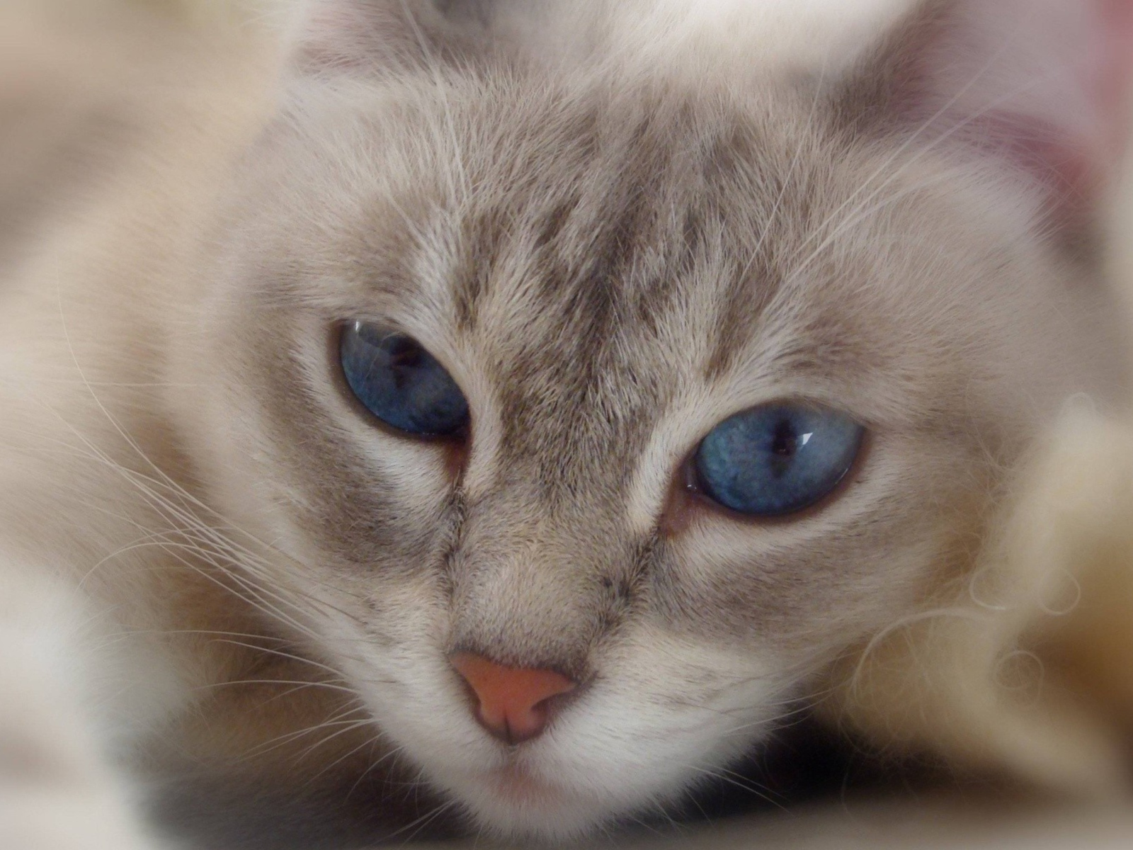 Cat With Blue Eyes wallpaper 1600x1200