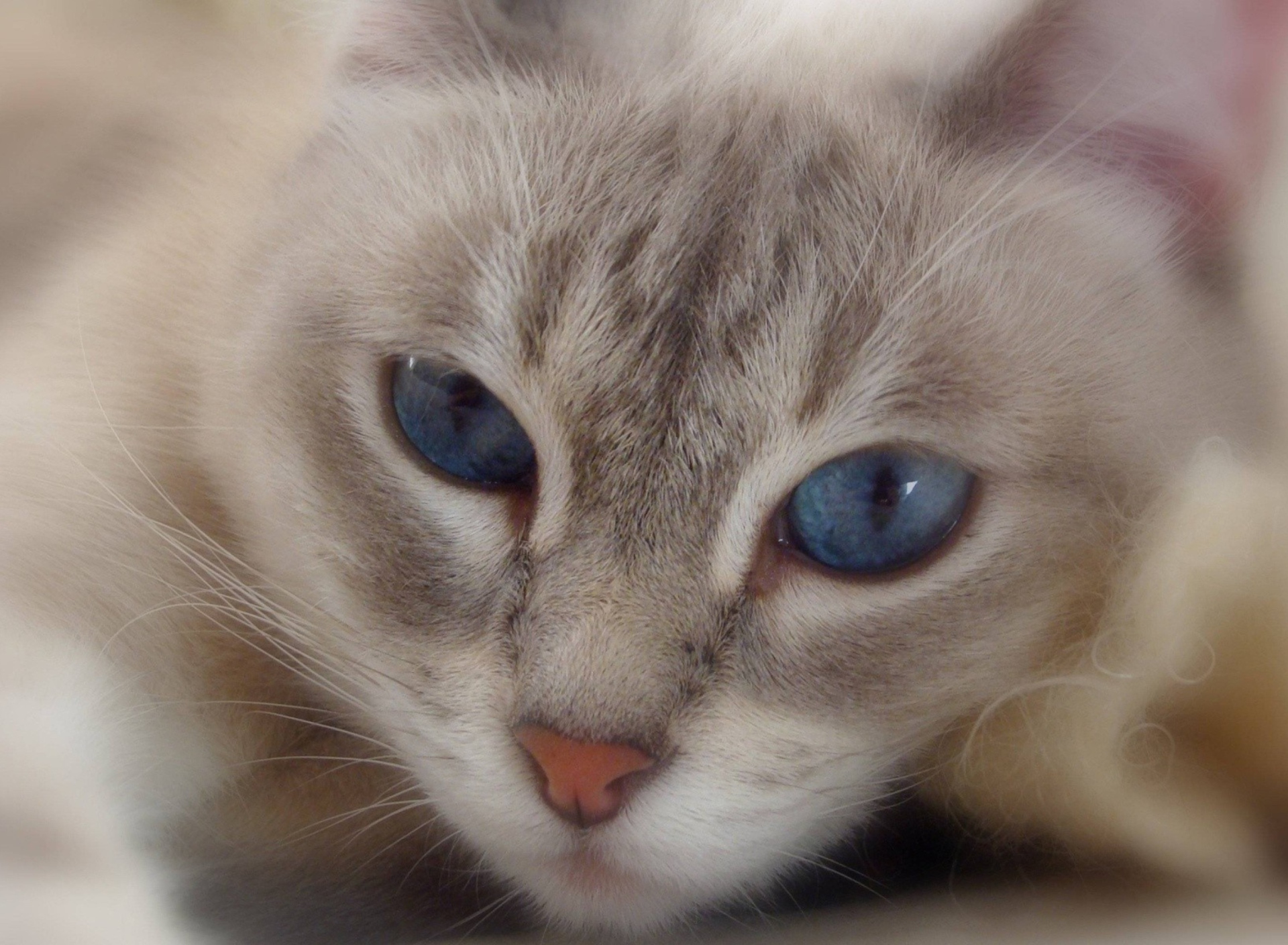 Fondo de pantalla Cat With Blue Eyes 1920x1408
