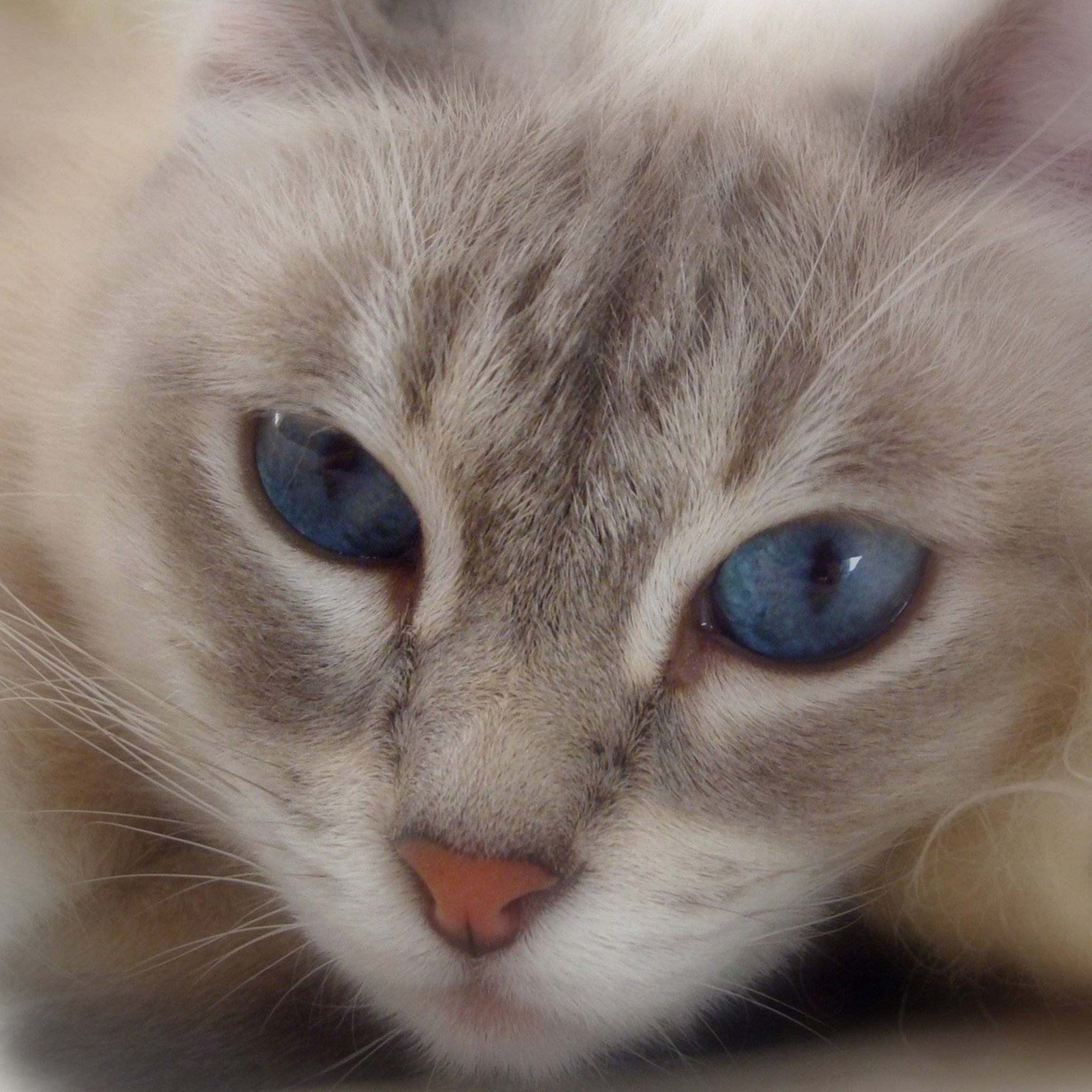 Обои Cat With Blue Eyes 2048x2048