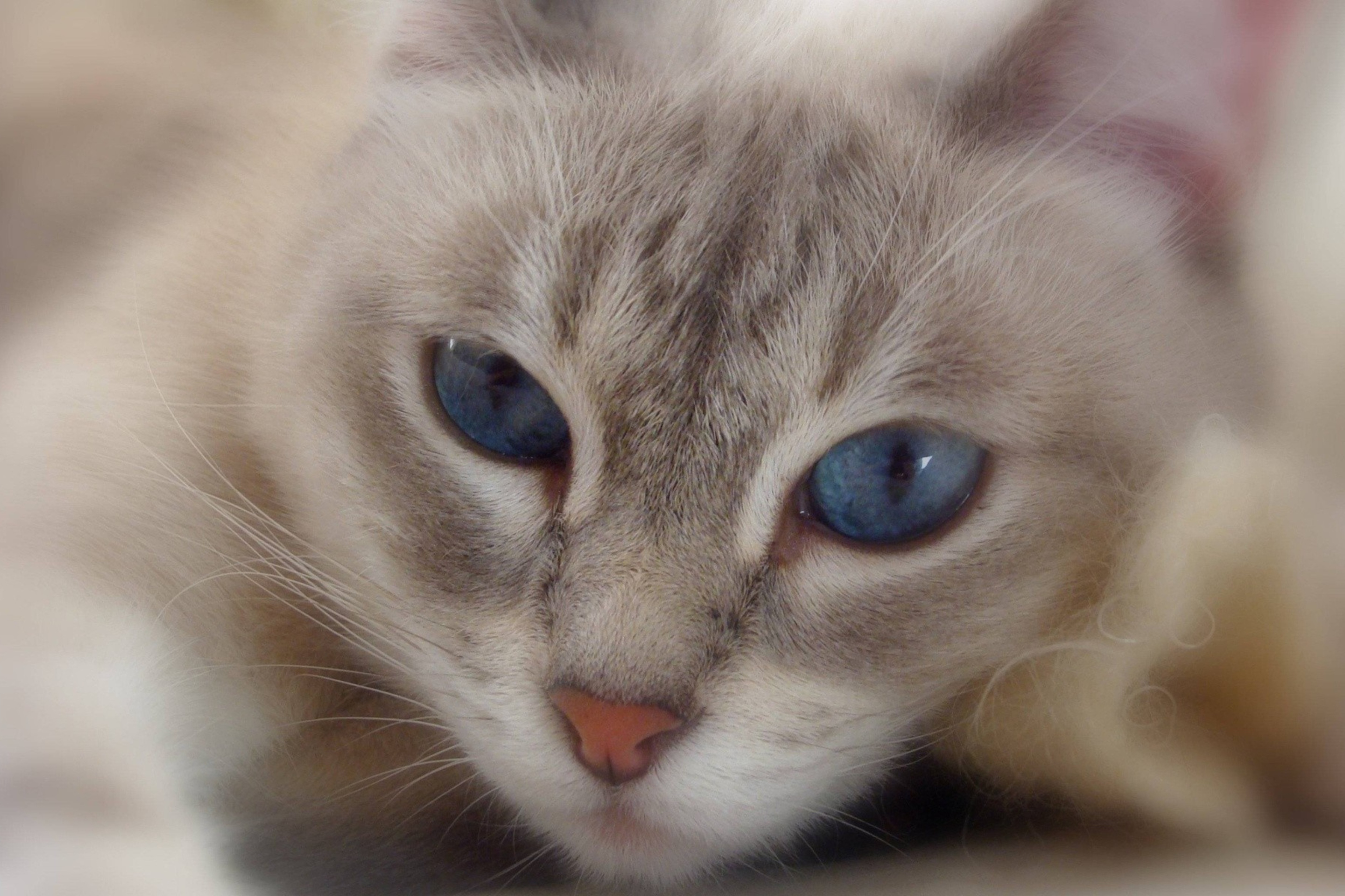 Обои Cat With Blue Eyes 2880x1920