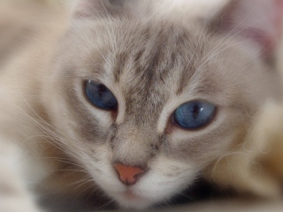 Обои Cat With Blue Eyes 320x240