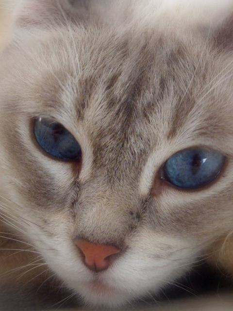 Das Cat With Blue Eyes Wallpaper 480x640