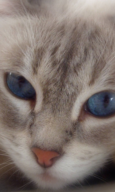 Обои Cat With Blue Eyes 480x800