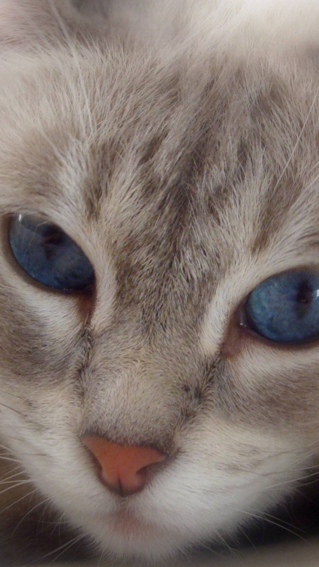 Sfondi Cat With Blue Eyes 640x1136
