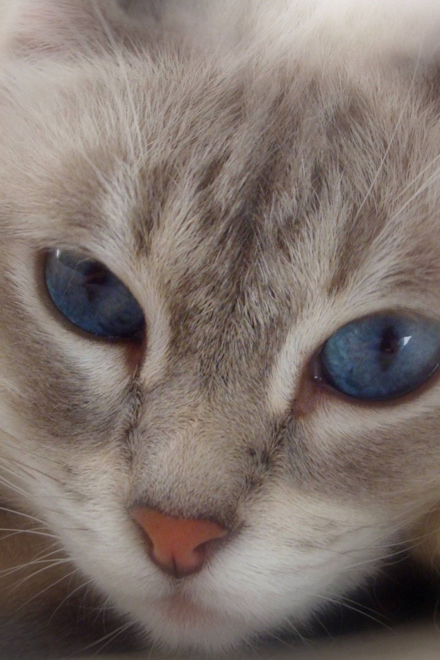 Cat With Blue Eyes wallpaper 640x960
