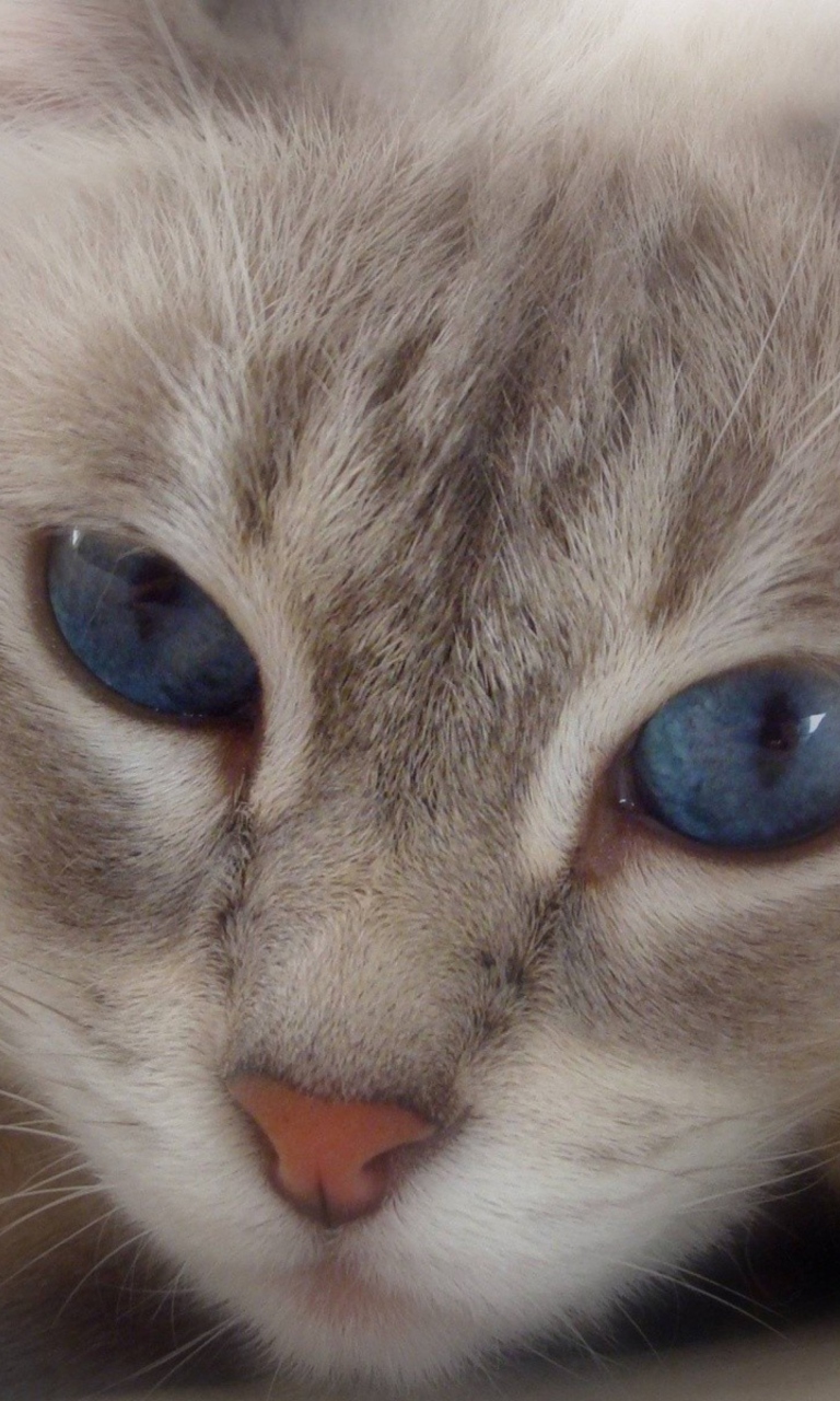 Fondo de pantalla Cat With Blue Eyes 768x1280