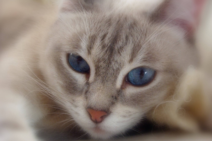 Sfondi Cat With Blue Eyes