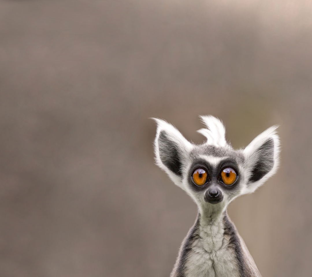 Das Cute Lemur Wallpaper 1080x960