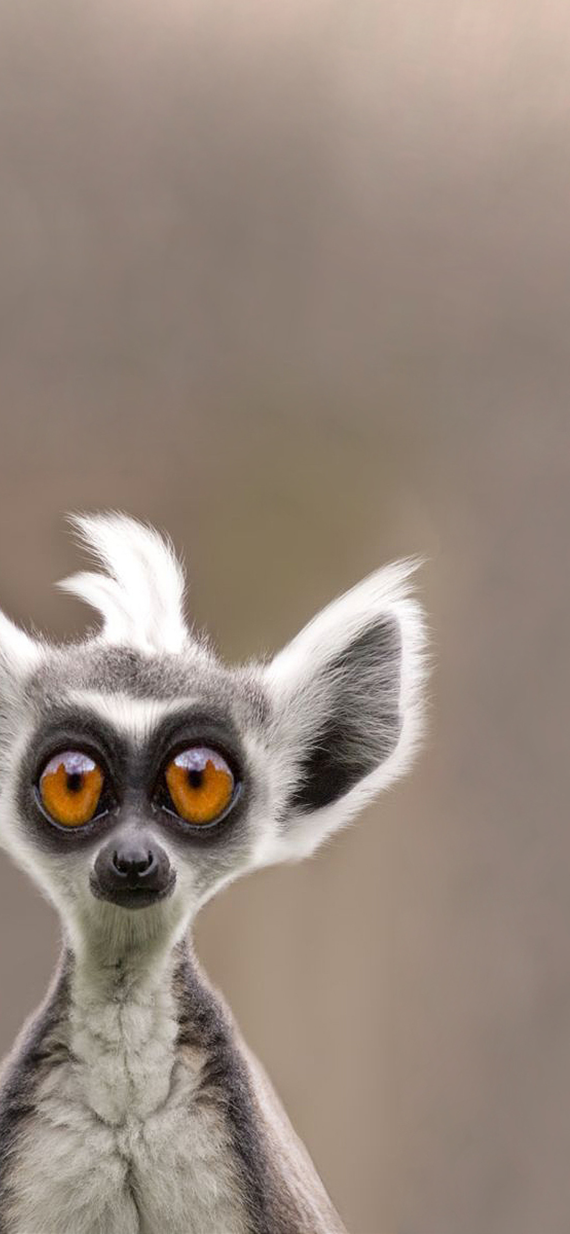 Cute Lemur screenshot #1 1170x2532