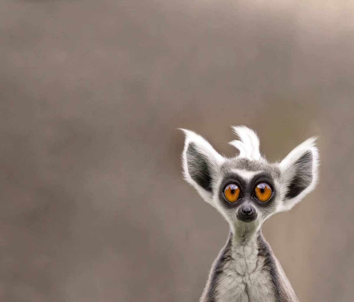 Screenshot №1 pro téma Cute Lemur 1200x1024